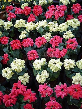 花,束,开花