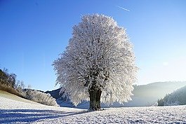 寒冬,树,霜