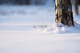 雪,树,最小