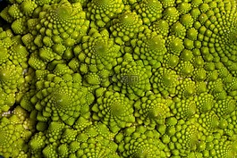 蔬菜,宏,菜花