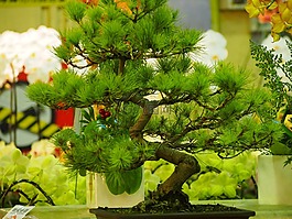 松,盆栽,台北
