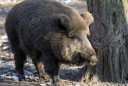 野生,野猪,森林