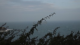 海,草,海洋