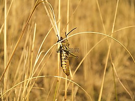 蝗虫,昆虫,害虫