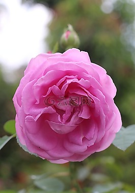 罗莎,鲜花,cam