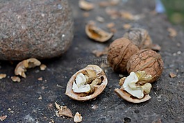 坚果,偶,果皮