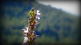 植物,迷迭香,植被