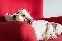 可卡犬,狗,溺爱