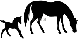 动物,马,母马