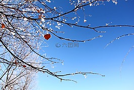 雾凇,天,雪景