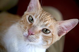 猫,咖啡