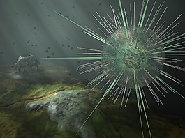 amoebe,太阳tierchen,变形虫