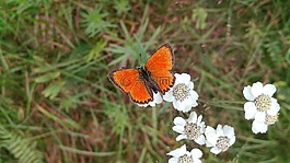 性质,夏天,户外活动