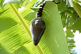 香蕉,香蕉树,大堆香蕉
