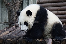 熊猫,成人的熊猫,大熊猫