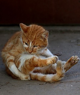 猫,红,位置
