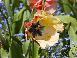 郁金香,郁金香流苏,鲜花