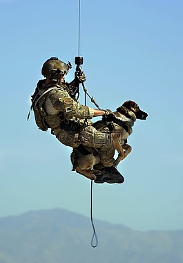 狗,救援,德国牧羊犬