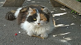动物区系,猫,动物