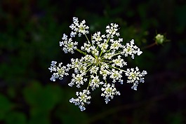 花,白,洁白的花朵
