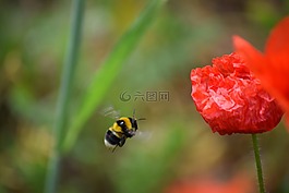 罂粟,春,蜜蜂