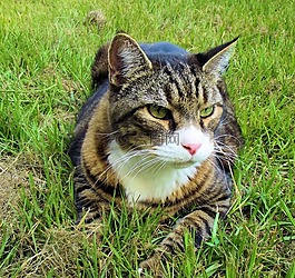 律'的人,虎斑猫,燕尾服