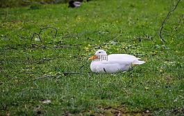 鸭,白,鸭子说谎