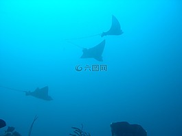 品种,鱼,赛事