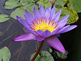 lotus,蓮花,紫色
