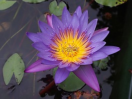 lotus,蓮花,紫色