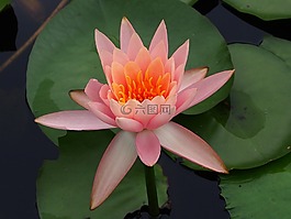 lotus,蓮花,植物