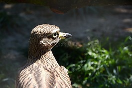 双úhorní,burhinus oedicnemus,charadriiformes