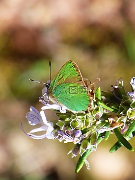 cejialba,callophrys鲁比,蝴蝶