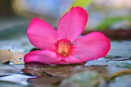 花,粉红色,漂浮