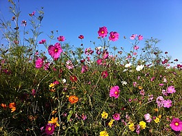 鲜花,夏季,夏季花卉