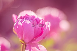 牡丹,公共记录,开花