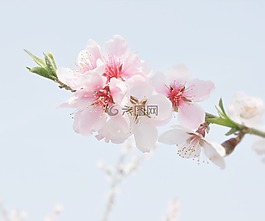 桃花,风景,花朵