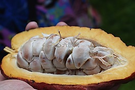 巧克力,巧克力豆荚,新鲜的巧克力