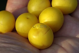 李子,梅花,黄色