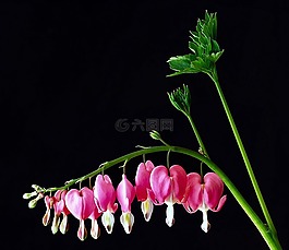 花,甜心厂,开花