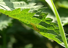 瓢虫卵,蛋,瓢虫