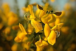 金雀花盛开,扫帚,开花