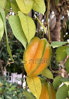 杨桃,水果,树