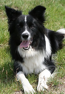 狗,牧羊犬,边境牧羊犬