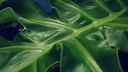 绿叶,叶子,mesopodium
