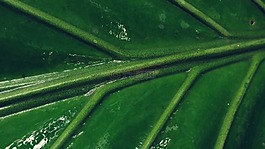 绿叶,叶子,mesopodium