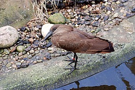 hamerkop,scopus umbretta,锤头鹳