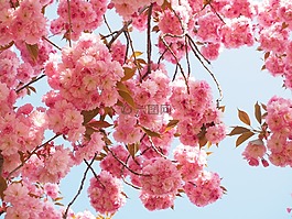 樱花,日本樱花,气味