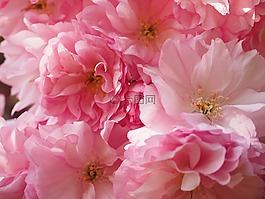 樱花,日本樱花,气味