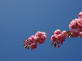 樱花,日本樱花,气味